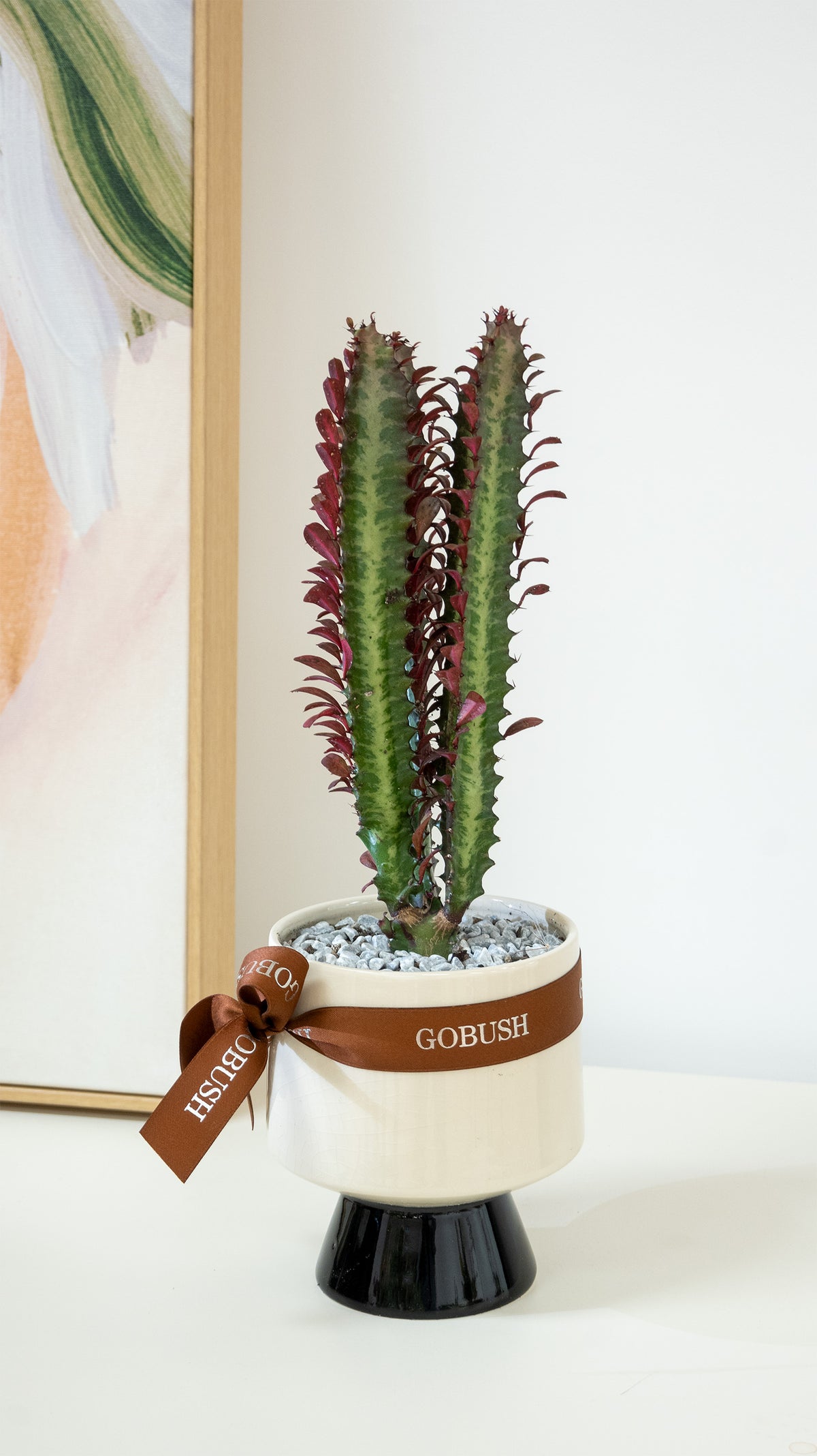 A potted Euphorbia hybrid plant with tall green stems and reddish-brown leaves, in a cream-colored ceramic pot with a brown ribbon label that reads 'GOBUSH' and a hanging tag, set on a white surface against a white wall. designed by GoBush floral studio in west end