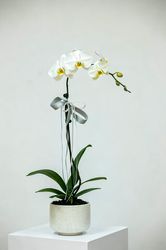 A potted white Phalaenopsis orchid with green leaves, presented in a textured off-white ceramic pot on a white pedestal. it designed by gobush florist brisbane