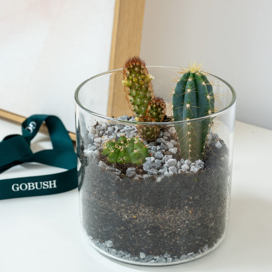 A clear glass terrarium planter with three small green cacti and succulents, filled with dark soil, white gravel, and a dark teal ribbon with the brand name GOBUSH, set on a white surface. Designed by GoBush Florist Brisbane